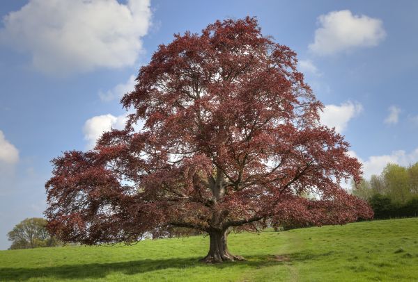 Cost of Beech Tree Pruning in Post Falls