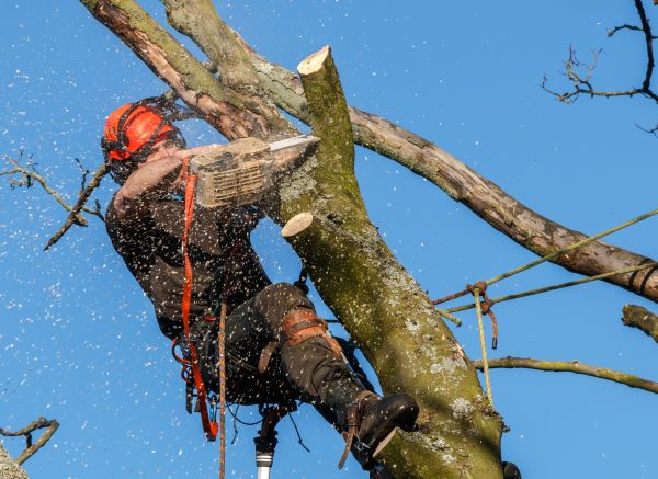 Tree Trimming Service in Post Falls
