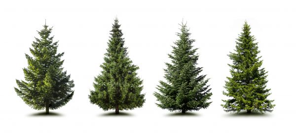Cost of Pine Tree Trimming in Post Falls