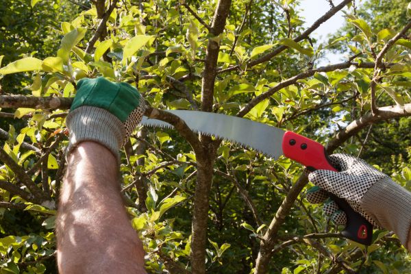 Apple Tree Trimming in Post Falls