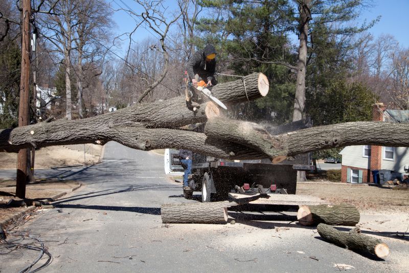 Large Tree Being Removed