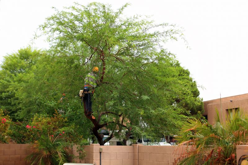 Residential Tree Service detail