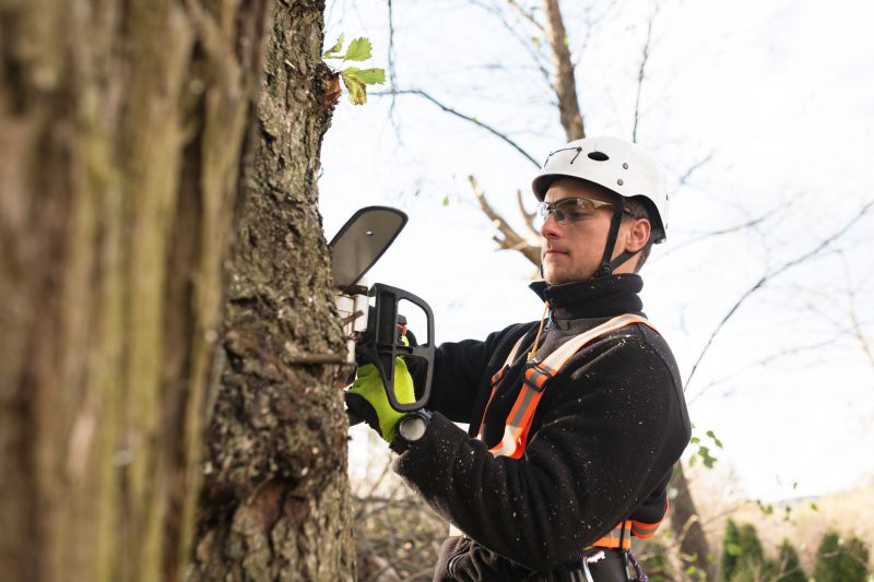 Safety in Tree Trimming