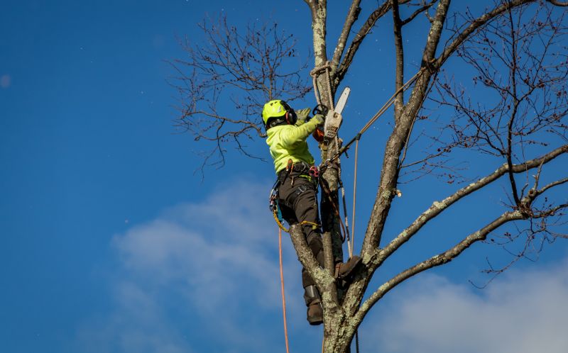 Safe Tree Removal Practices
